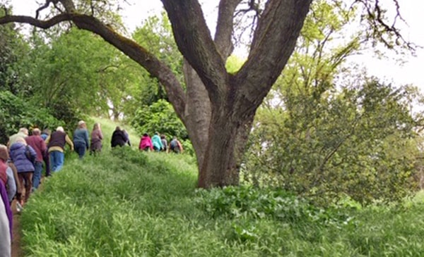 Ancil Hoffman Park Walkabout, Spring Semester, 2019 -- Hares on narrow trail!