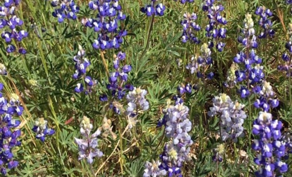 Placerville's El Dorado Trail Walkabout -- bluebonnets [lupinus nanus]!