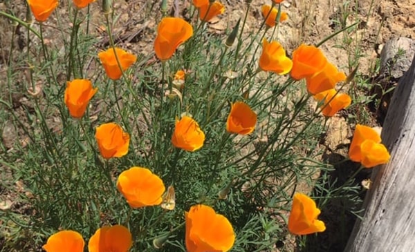 Placerville's El Dorado Trail Walkabout -- California poppies!