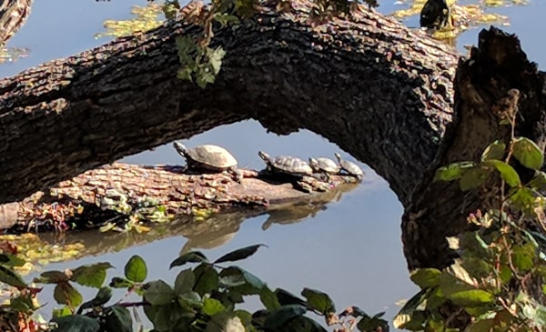 Turtles in Laguna Creek, west of Jack E. Hill Park, in Elk Grove!