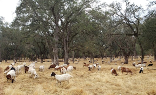 Pleasant Grove Creek Walkabout, Fall Semester, 2022 -- goats clearing invasive vegetation!