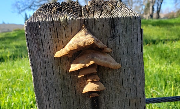 Pleasant Grove Creek Walkabout, Spring Semester, 2019 -- mushrooms growing on a fence post!